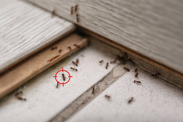 Best Best Pest Control Near Me  in Levittown, PA